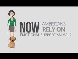 Get Your Emotional Support Animal Letter In Less Than 48 Hours Emotional Support Dog Emotional Support Animal Emotional Support