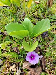 Image result for Ipomoea pes-caprae