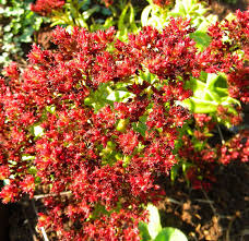 Image result for Crassula alba