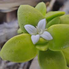 Image result for Phylohydrax