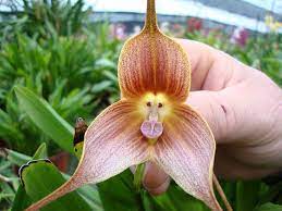 Check spelling or type a new query. Flowers That Look Unbelievably Similar To Something Else Passion For Flowers