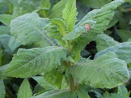 Image result for Guizotia scabra