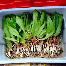 Golden yellow fully double 6in. Allium Ursinum Wild Bear Garlic Smart Seeds Emporium
