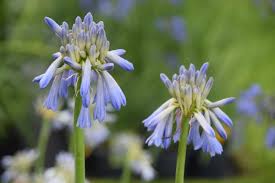 Image result for Agapanthus inapertus