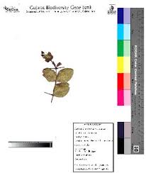 Image result for Carissa tetramera