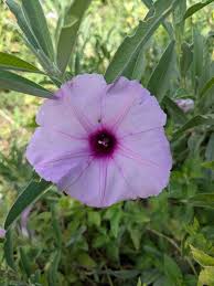 Image result for Ipomoea chloroneura