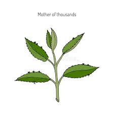 Image result for Bryophyllum