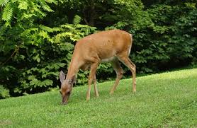 However, this is not the only cue you'll have to know they're scared: Best Electronic Deer Repellent Out Out Deer