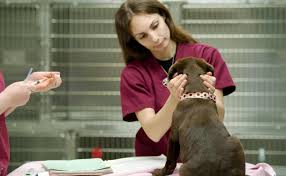 If you still think these puppy shots are expensive, we don't blame you. Puppy Vaccinations Safety And Side Effects