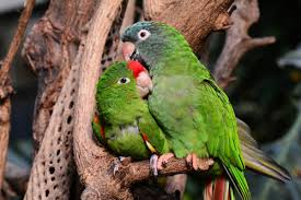 Maybe you would like to learn more about one of these? 450 Best Names For Lovebirds Pethelpful