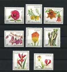 Image result for Disa eminii