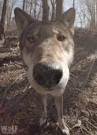 ny wolf center on twitter funny animals animals fun comics