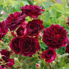 He specializes in old english shrub and climbing roses, and you will find his creations in gardens around. Munstead Wood English Shrub Rose David Austin Roses David Austin Roses Austin Rose Rose