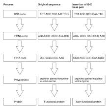 12 punctilious protein synthesis flow diagram