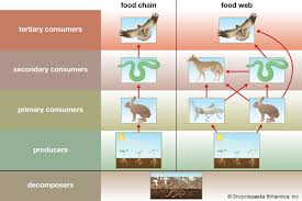 Ecosystem Kids Britannica Kids Homework Help