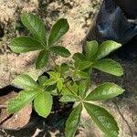 Image result for Vitex payos