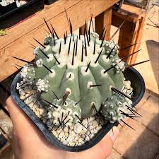 Image result for Eriospermum seineri