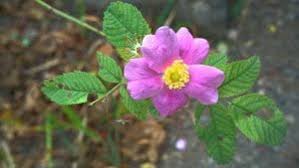 Image result for Rosa sp.