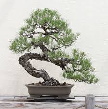 Bonsai is not a special species, any tree. Jack Pine Bonsai Things About Trees Black Pine Bonsai Bonsai Plants Bonsai Tree