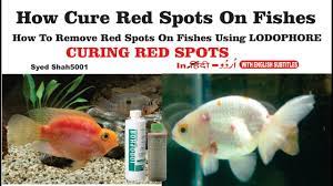 How To Cure Red Spot Disease In Fishes Medicine Treatment Curing Red Spots On Fishes Youtube