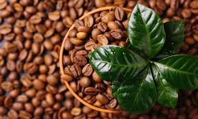 Learn how have your own coffee plant in your house with hardly any maintenance! Where Do Coffee Beans Come From From Plants To Home