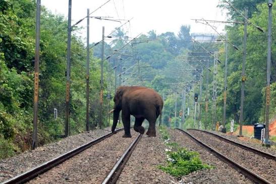 The First Railway Engine at Indore,, in Holkar State time.. On the track Pulled by state elephant.. rare pic