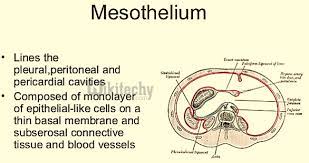 mesothelium pochádza z mezodermu, zatiaľ čo endotel je odvodený z ektodermu a endodermu na začiatku embrya. Mesothelium Cancer Wikitechy