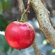 Image result for Flacourtia