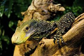 Black dragon monitor (#bd1) description. 7 Of The World S Most Dangerous Lizards And Turtles Britannica