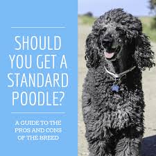 Check spelling or type a new query. Is The Standard Poodle The Best Dog For You Pethelpful