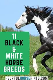 Black And White Horse Names 11 Black White Horse Breeds Horse Breeds Horses White Horse