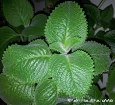 Image result for Volusia amboinensis