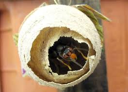 Het blijkt voor een leek nog niet eenvoudig om een aziatische hoornaar te herkennen. Aziatische Monsterwesp Duikt Op In Raamsdonk Oosterhout Bndestem Nl