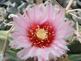 Though my cactus died, i rate it a positive because i grew it beyond its zone rating, and it's a great looking plant. Echinocactus Texensis Horse Crippler World Of Flowering Plants Flowers Cactus Flowers Planting Flowers