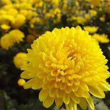 Pin On Gardening Flowers Shrubs Trees Roses