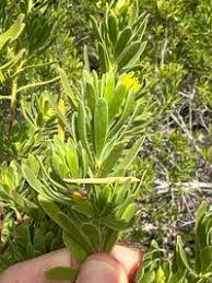 Image result for Surianaceae