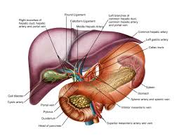 Liver diagram illustrations & vectors. Understanding How To Keep Yourself Safe Without A Spleen