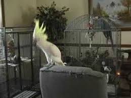 Owner Plays Stevie Nicks Song On The Radio Watch What His Bird Does When He Hears Hilarious Stevie Nicks Songs Stevie Nicks New Dance Moves