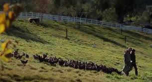 The successes and failures of a couple determined to live in harmony with nature on a farm outside of los angeles are lovingly chronicled by filmmaking farmer john chester, in this inspiring documentary. The Biggest Little Farm Film Review Spirituality Practice