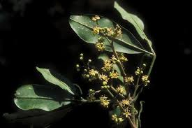 Image result for Vepris