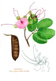 Image result for Intsia