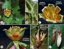 Image result for Magnoliaceae