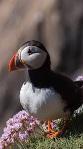 Mobile wallpaper hd love birds. Puffin Bird Flowers 4k Ultra Hd Mobile Wallpaper Puffins Bird Cute Birds Cute Animals