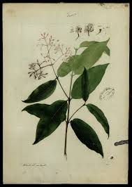 Image result for Rubiaceae