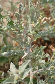 Image result for Atriplex