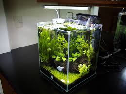 Tycho The Dumbo Betta In His Planted 5 Gal Fluval Chi Betta Fish Tank Diy Fish Tank Betta