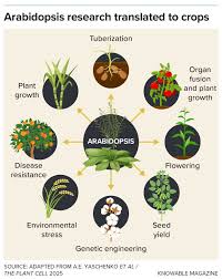 Image result for Arabidopsis