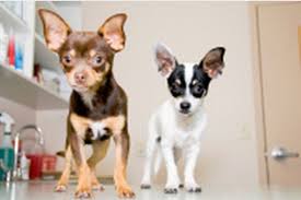 Maybe you would like to learn more about one of these? Flushing Veterinary Hospital Flushing Ny 11354 Dexknows Com