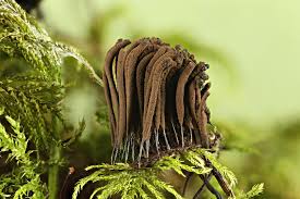 Image result for Stemonitis fusca