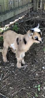 Nigerian Dwarf Goats For Sale Baby Animals Super Cute Baby Animals Pictures Pet Goat